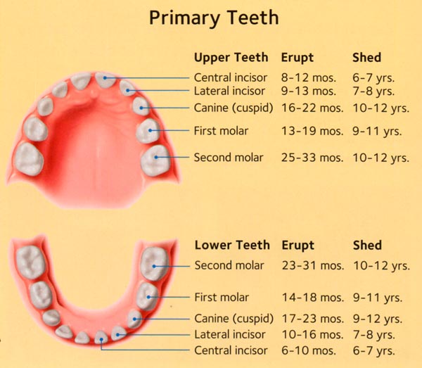 erupción dental